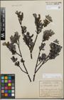 Foto von Salix glabra Scop.